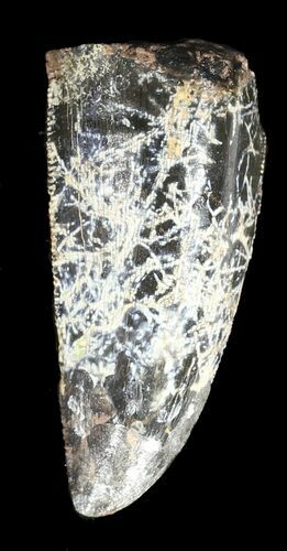 Serrated Allosaurus Tooth - Wyoming #43660